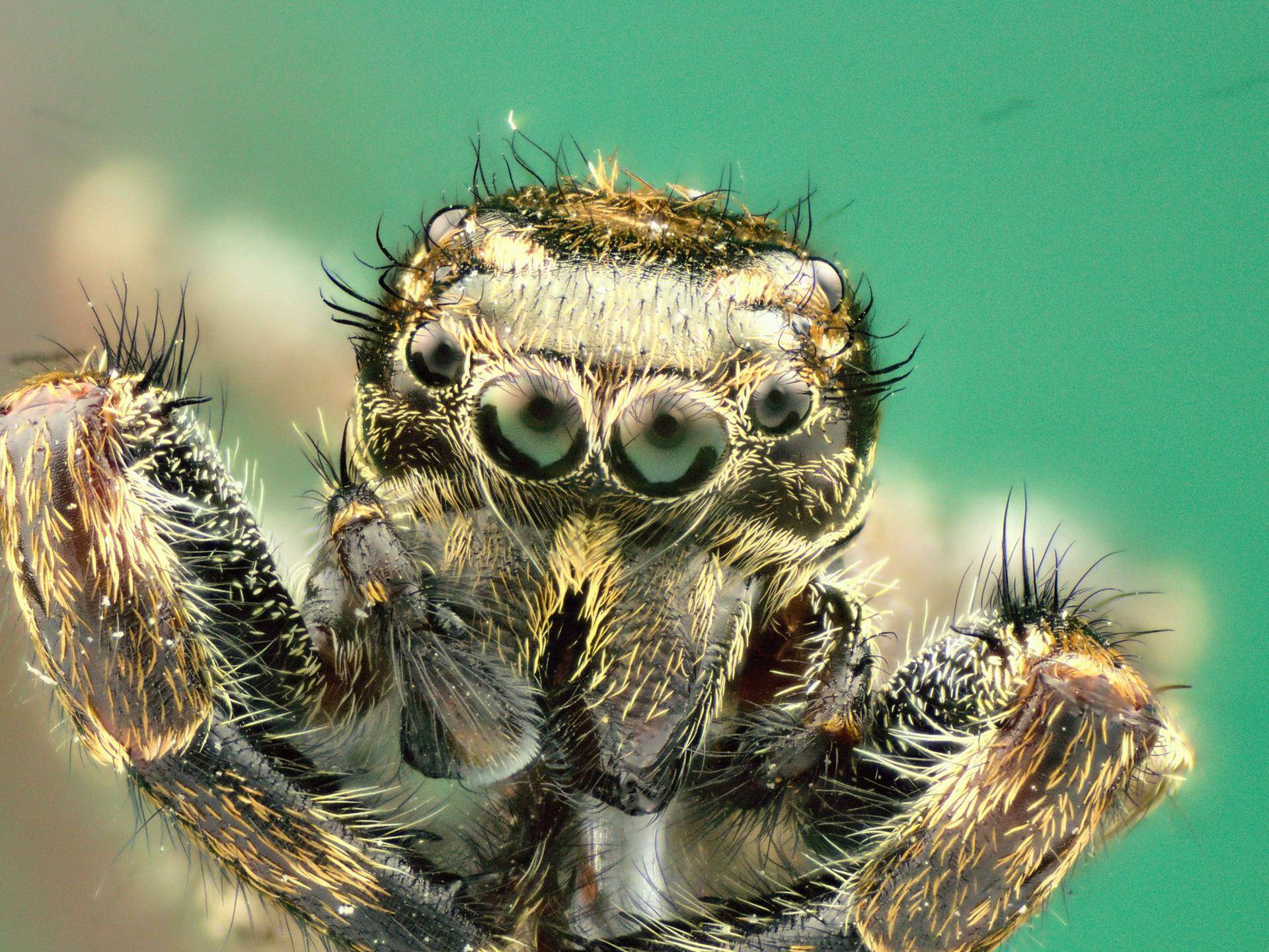 Imagen Macro de araña saltarina