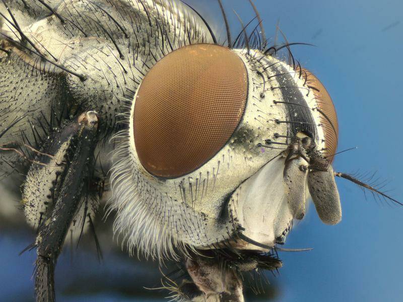 Imagen macro de mosca común